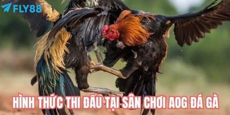 Cược trực tiếp tại sảnh đá gà AOG diễn ra nhanh chóng